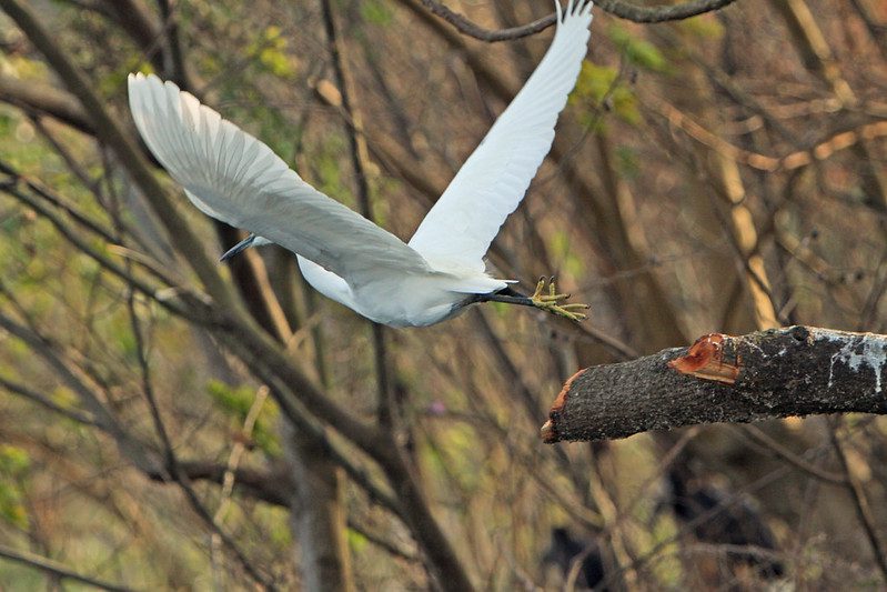 Birdwatching in Bwindi Impenetrable Forest