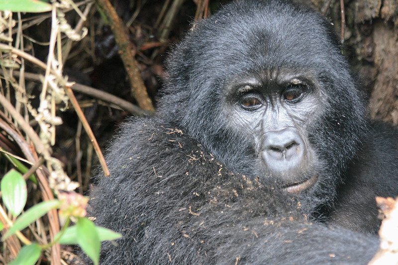 Young mountain gorilla resting in dense undergrowth