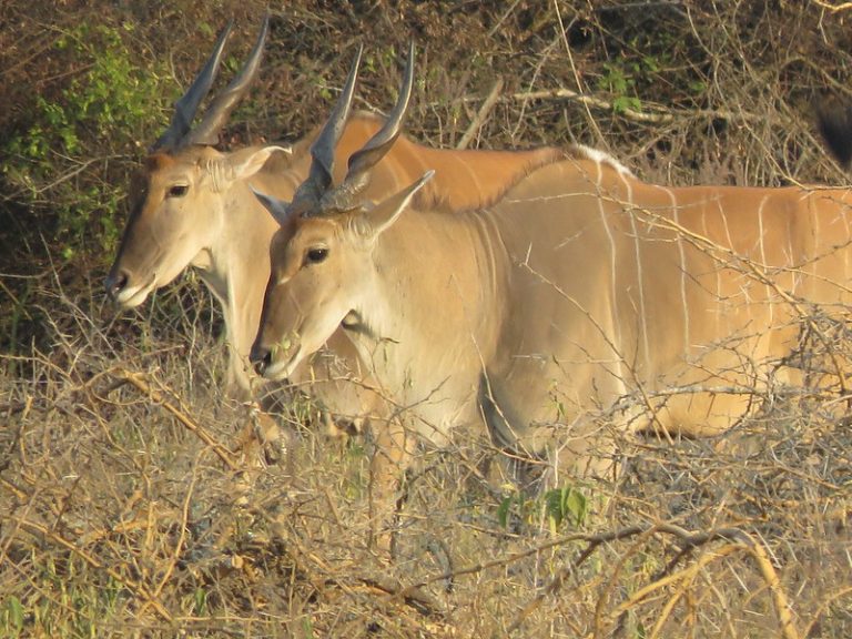 Lake Mburo National Park: Uganda Safari Guide