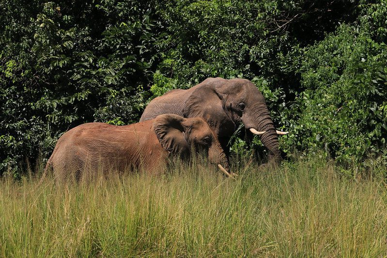 Two elephants feeding in tall grass at a forest edge on a 7 day Uganda safari