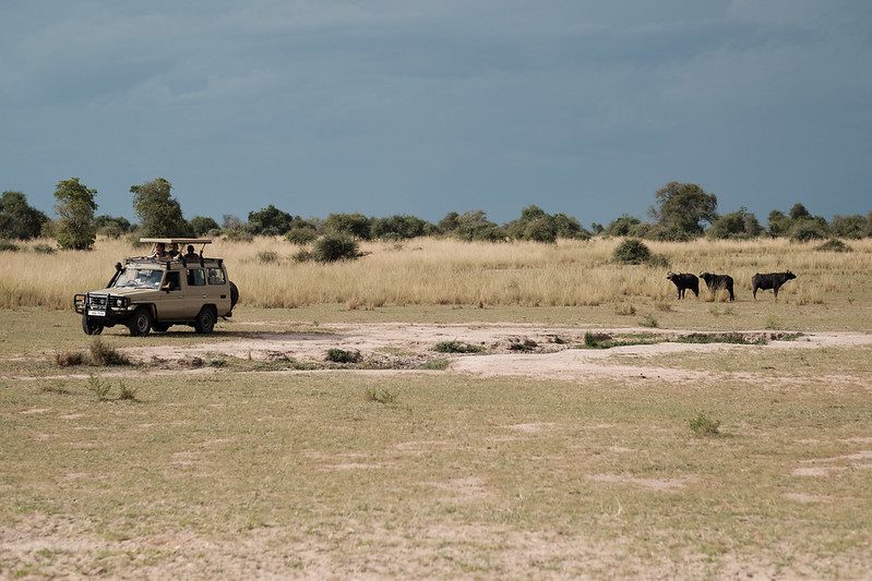 Safari vehicle parked on open savanna with buffalo in the distance