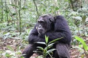 Chimpanzee sitting in the forest