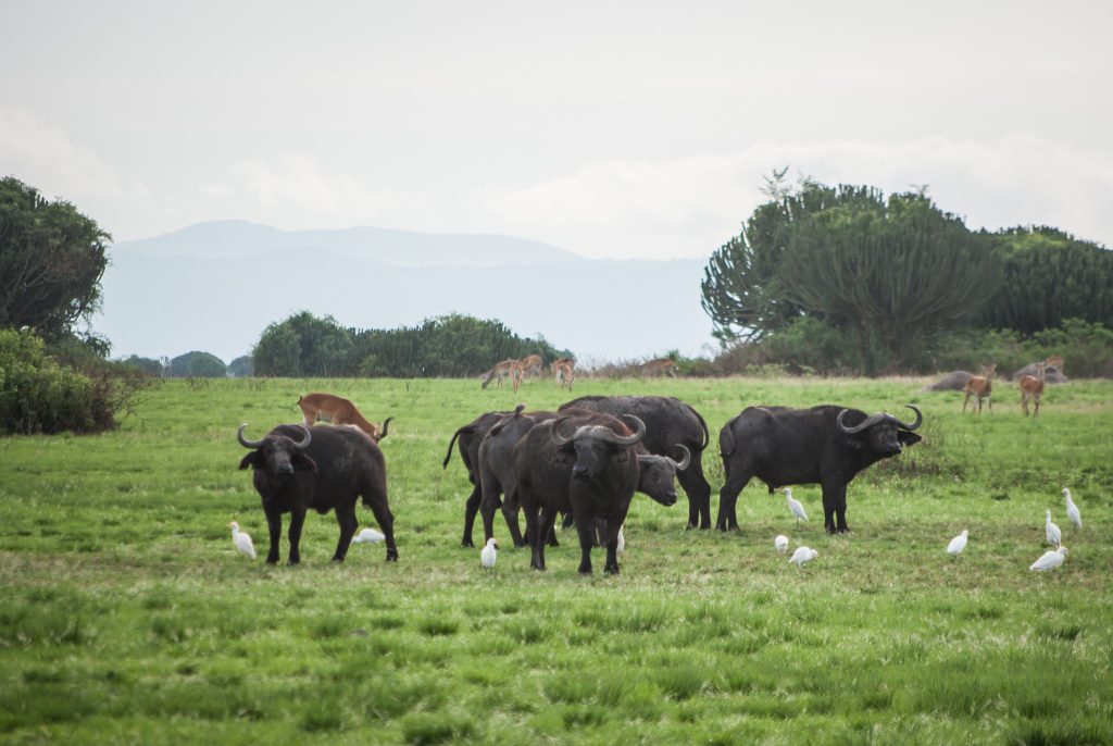 Herd of Cape buffalo with cattle egrets on green grassland in Queen Elizabeth National Park