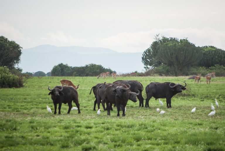 Things To Do in Uganda: 20 Uganda Tours, Safaris and Adventures