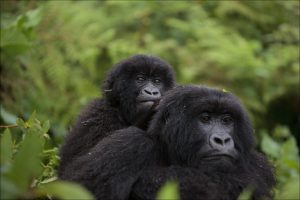 congo gorillas