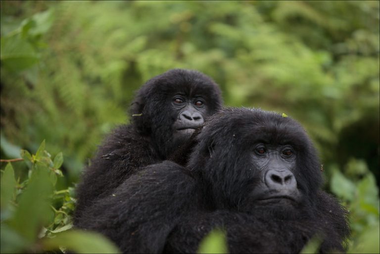 congo gorillas