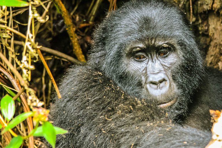 Uganda and Rwanda Gorilla Safari: 7 to 10 Days