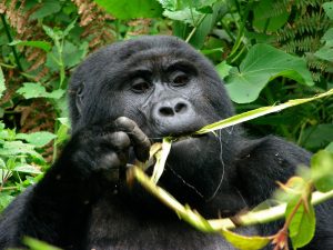 gorillas in Uganda