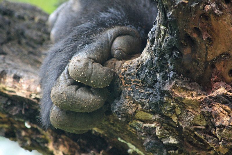 Mountain gorilla hand gripping a mossy log