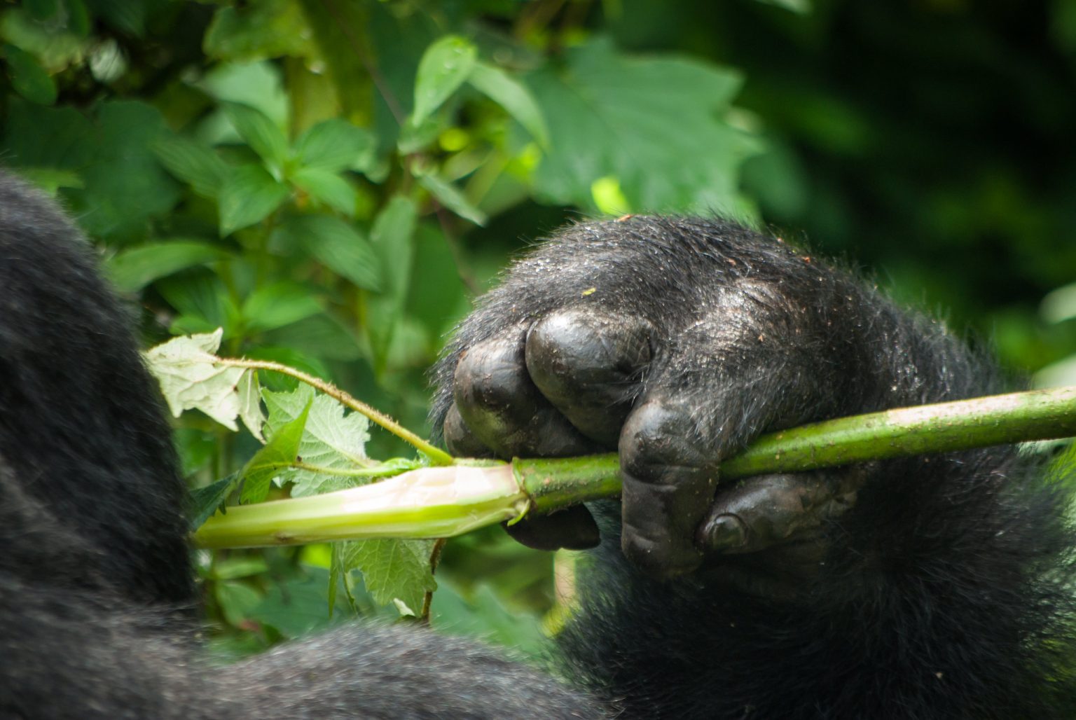 Close view of a mountain gorilla's hand gripping a green plant stem