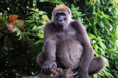 Lowland gorilla with a reddish brown crown sitting on a log in forest