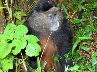 A golden monkey with gold and black fur sitting in green vegetation