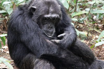 Chimpanzee sitting hunched on the ground in Kibale National Park, Uganda