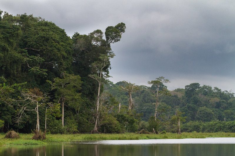 Lagoon edge and rainforest in Loango National Park, Gabon