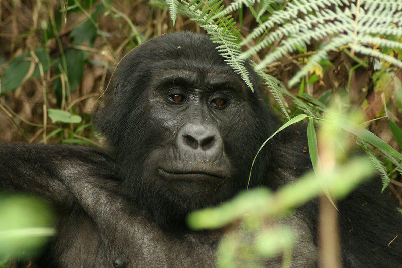 Adult mountain gorilla looking out from between fern fronds