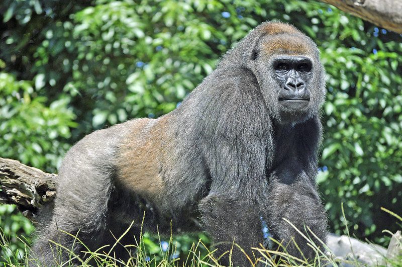 Western lowland gorilla standing among green foliage