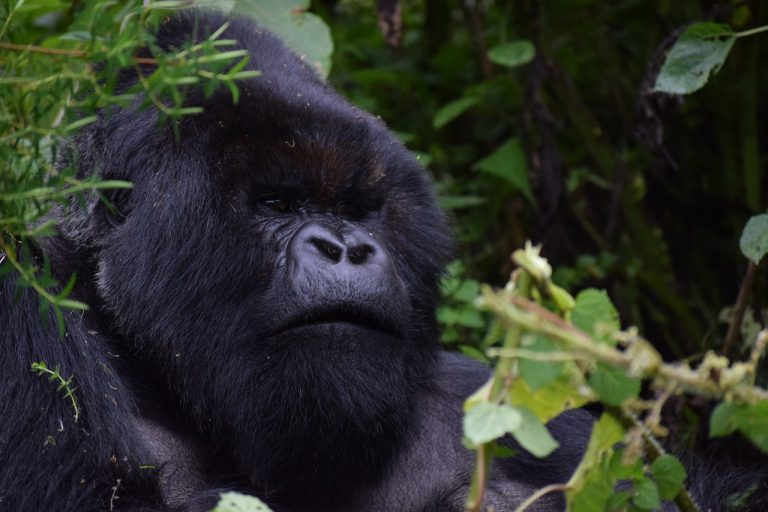 Best Tourist Destinations in Rwanda: A Region by Region Guide