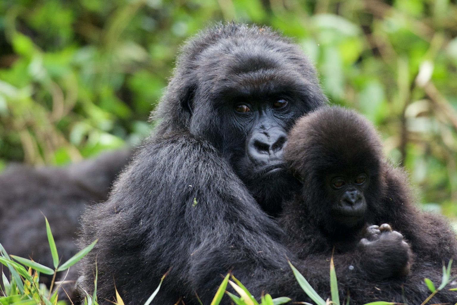 Two Week East Africa Safari Itinerary: Uganda, Kenya and Tanzania