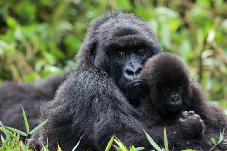 Two Week East Africa Safari Itinerary: Uganda, Kenya and Tanzania