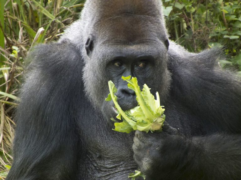 Western Lowland Gorilla: Facts, Population and Where to See Them