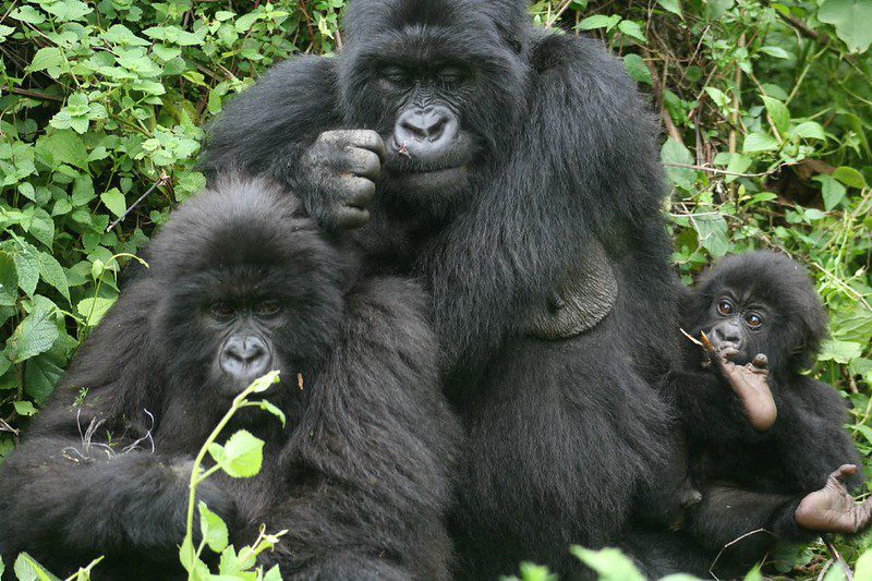 Congo gorillas
