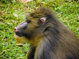 mandrill safari