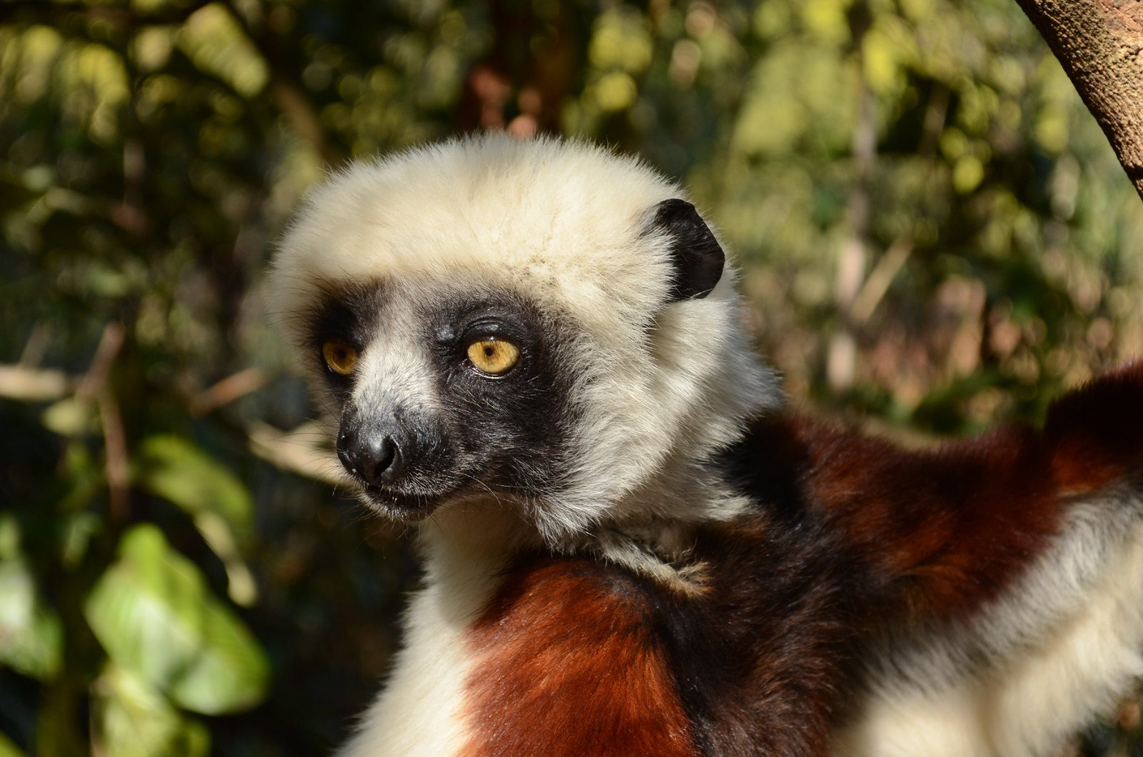 Sifaka lemur with a white coat, black face and chestnut arms in dry forest