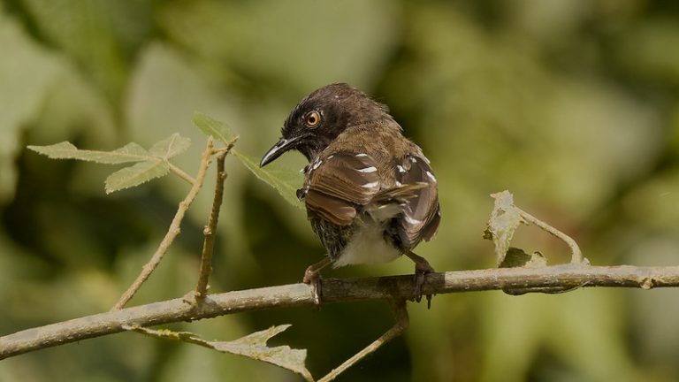 Forest bird in Ruhija sector, Bwindi