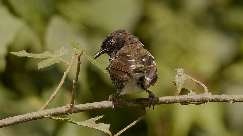 Forest Birding Walk