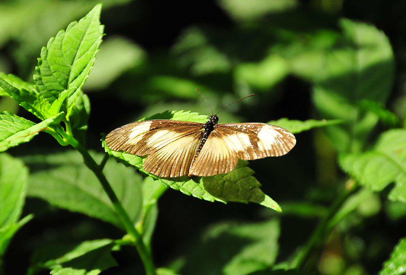 Wildlife in Bwindi Impenetrable Forest