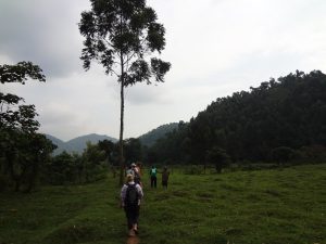 Hikers crossing a forest clearing between Bwindi sectors