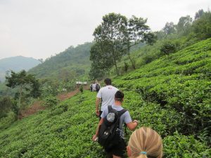 Village walk through tea gardens on the edge of Bwindi