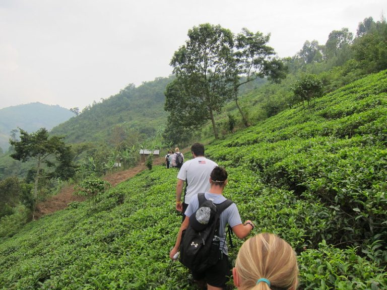 Village walk through tea fields near Bwindi