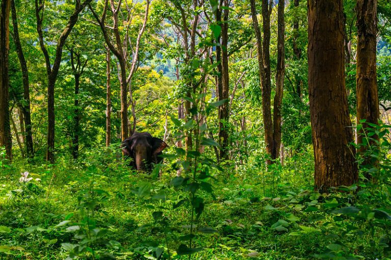 Forest elephant among the trees of Bwindi