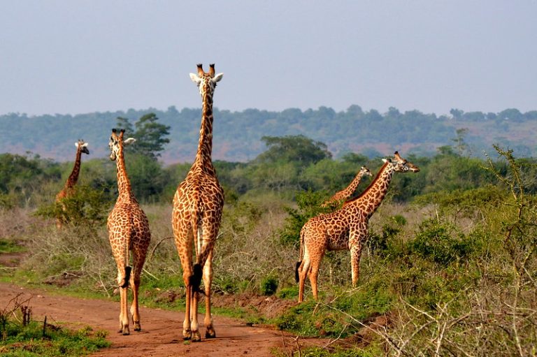 Five giraffes walking along a red dirt track through bush in Akagera National Park, Rwanda