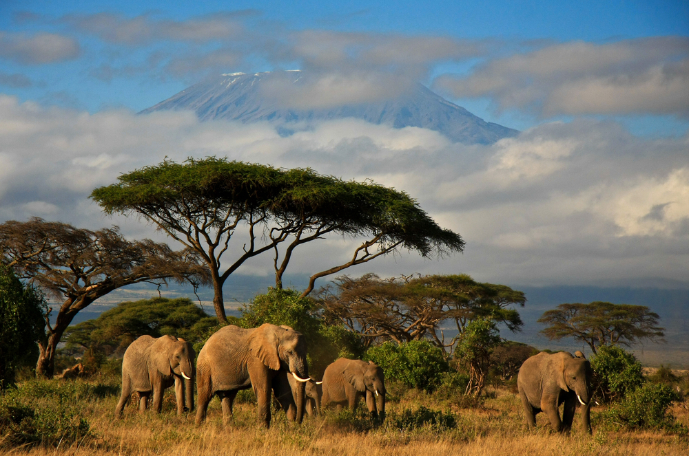 Elephant family walking through Amboseli bush with Kilimanjaro rising above the clouds