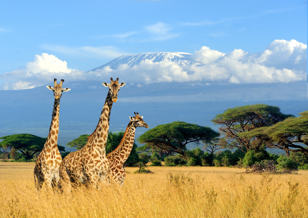 Three Masai giraffes in golden grass in Amboseli with snow capped Kilimanjaro behind