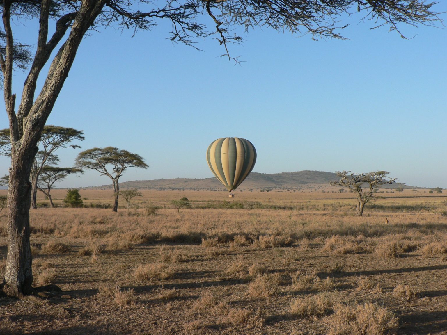 Hot air balloon drifting over the dry Serengeti plains beyond an acacia tree