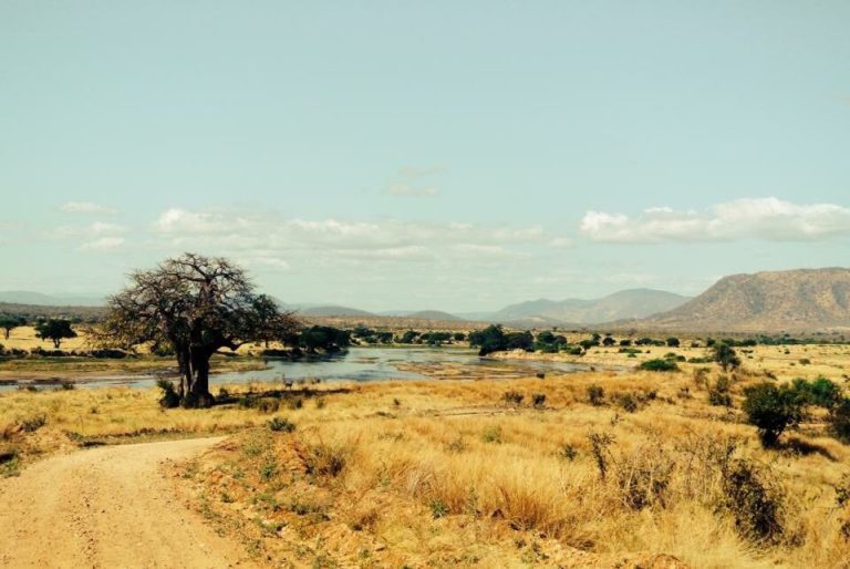 Baobab tree beside the Great Ruaha River with a dirt game drive track and hills behind