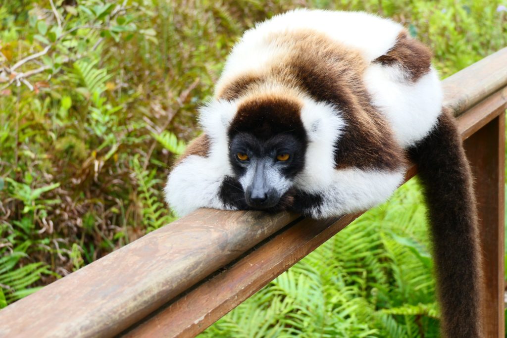 Black and white ruffed lemur draped over a wooden rail in Madagascar