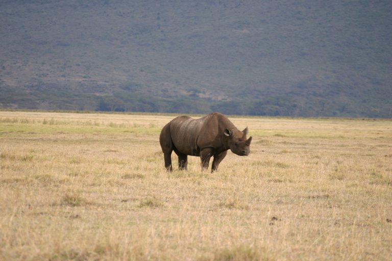 Black rhino standing on dry grass on the Ngorongoro Crater floor