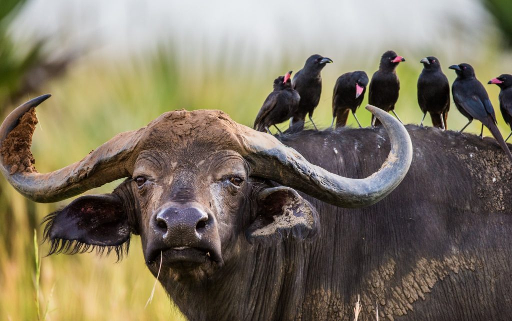 Cape buffalo with a row of birds perched along its back on the Uganda savannah