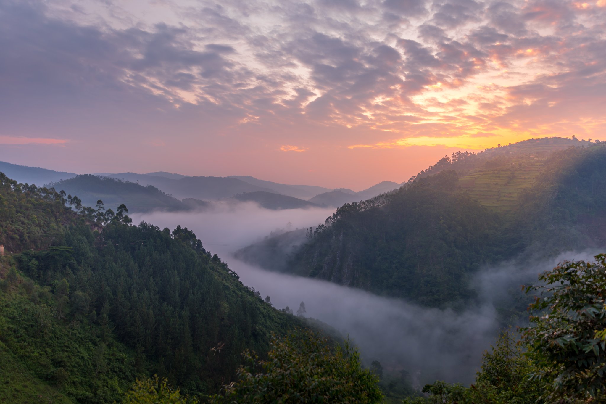 Morning mist filling the forested valleys of Bwindi Impenetrable National Park at sunrise