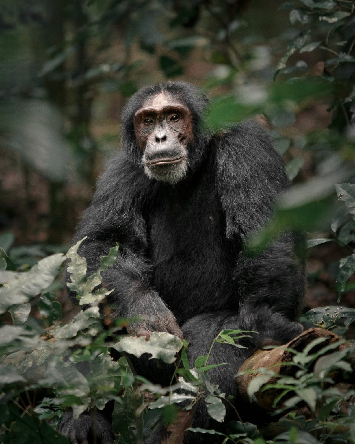 Adult chimpanzee sitting in dense forest undergrowth and looking at the camera