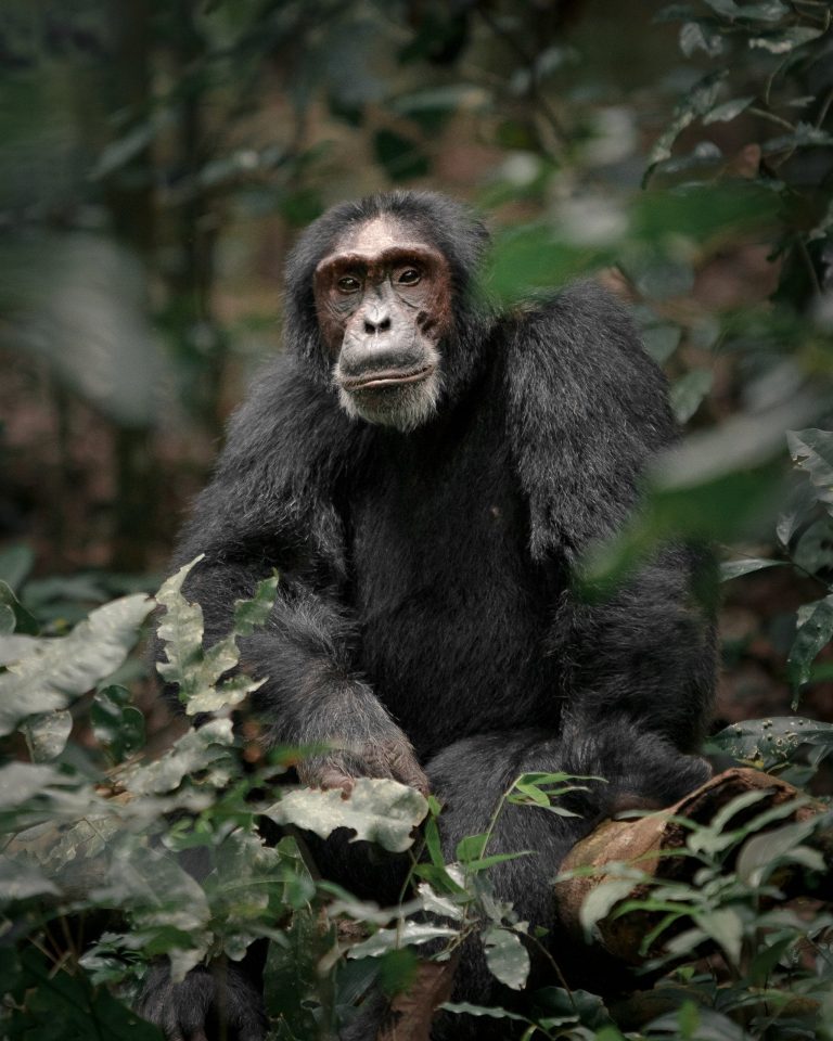 Kibale Chimpanzee Trekking: Kanyanchu Tracking, Habituation and Planning