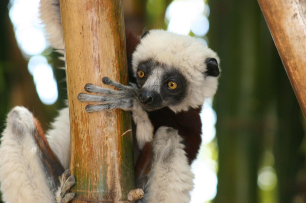 Coquerel's sifaka clinging to a bamboo trunk in Madagascar