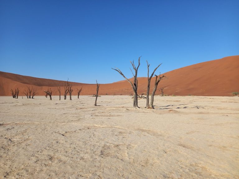 Namibia Safari: Etosha, Sossusvlei, Damaraland and How to Plan It
