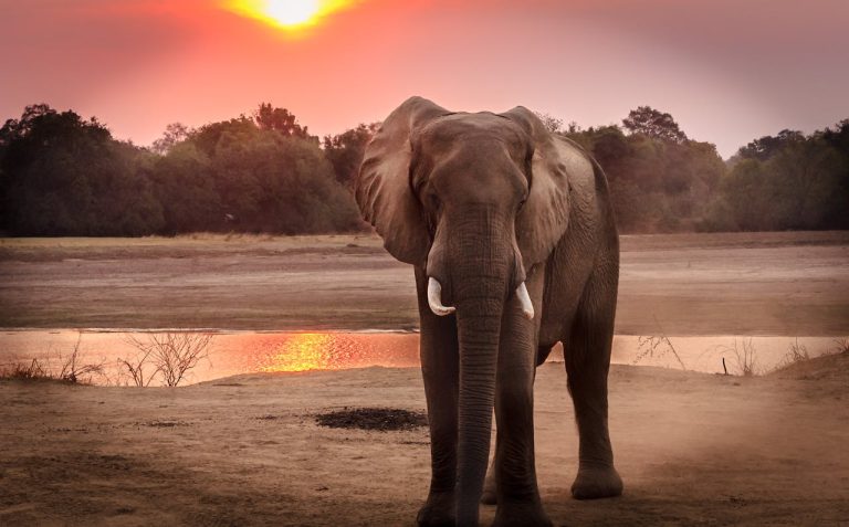 Zimbabwe Safari: Hwange, Mana Pools, Victoria Falls, Costs and When to Go