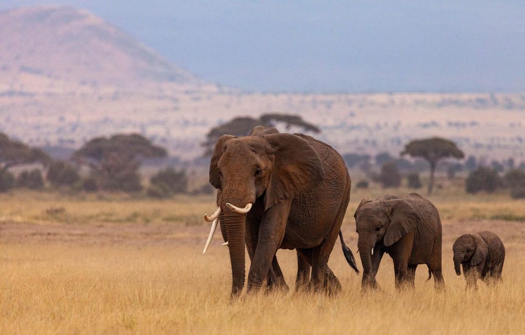 Elephant mother and two calves walking through golden grass in Kenya