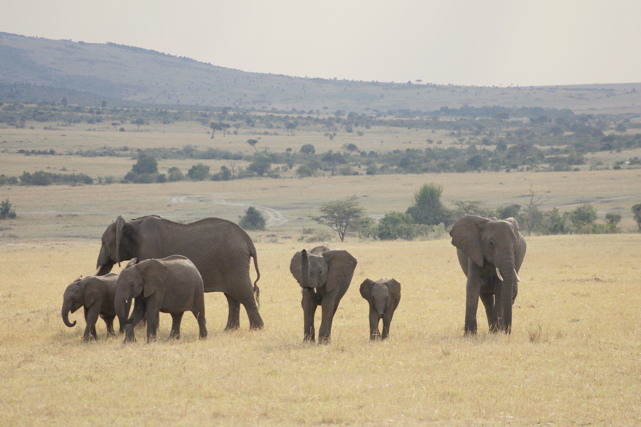 Gorilla and Masai Mara Safari: 7 to 12 Day Itineraries